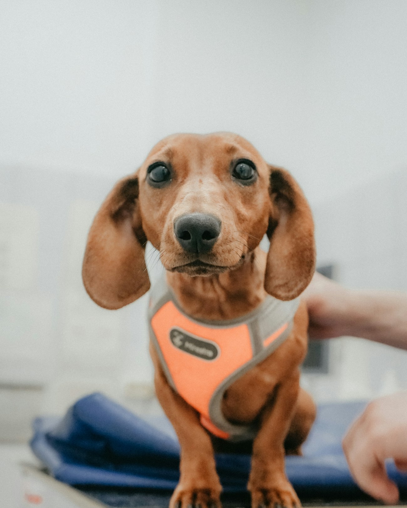 Muayene masasında turuncu göğüs tasmalı, merakla bakan bir dachshund