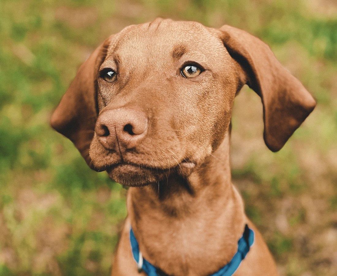 Çimenlerin önünde mavi tasmalı, meraklı bir vizsla yavrusu