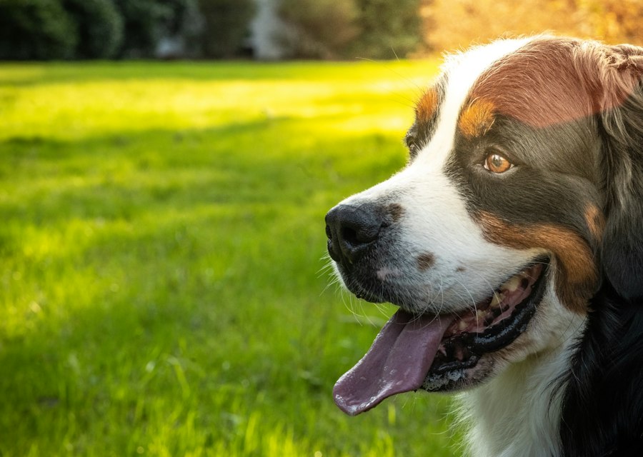 Güneşli bir çimenlikte dilini çıkarmış bir bernese köpeği