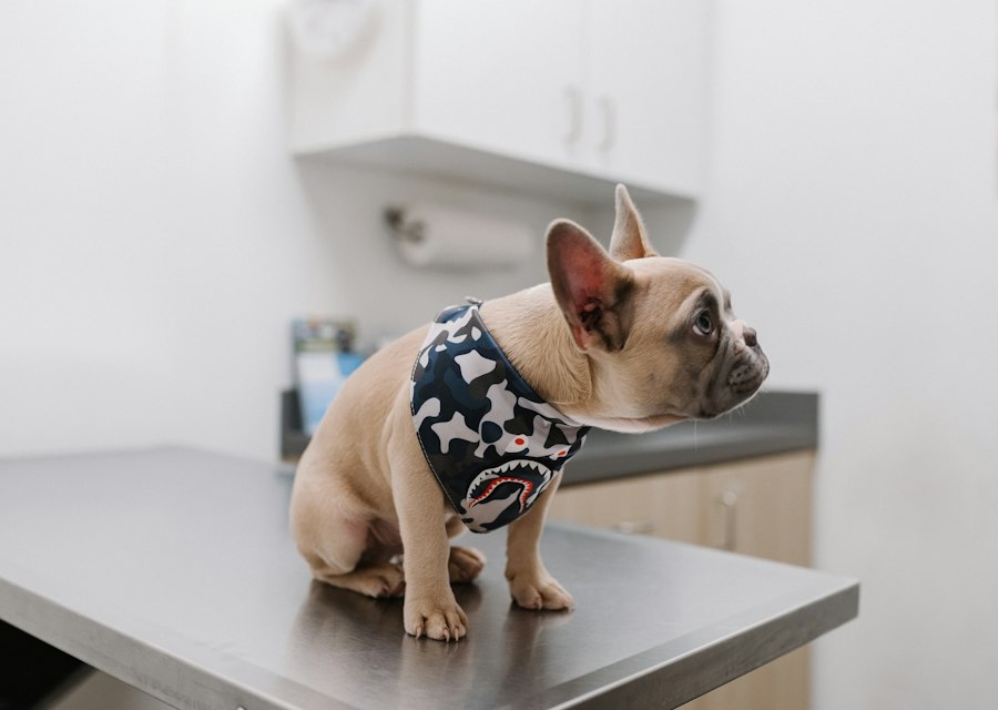 Muayene masasında yana bakan, yıldız desenli bandanalı fransız bulldog