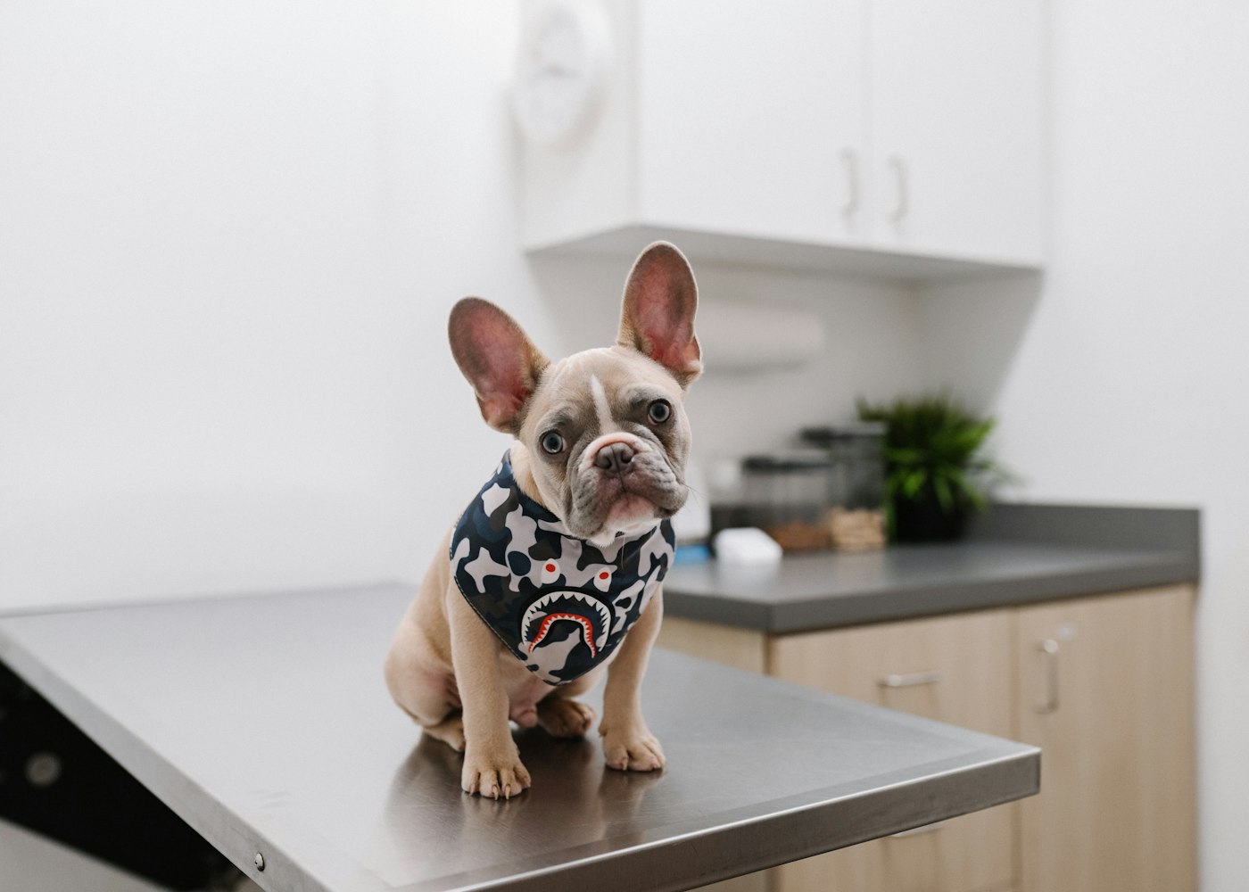 Aydınlık muayene odasında paslanmaz masada oturan bir fransız bulldog