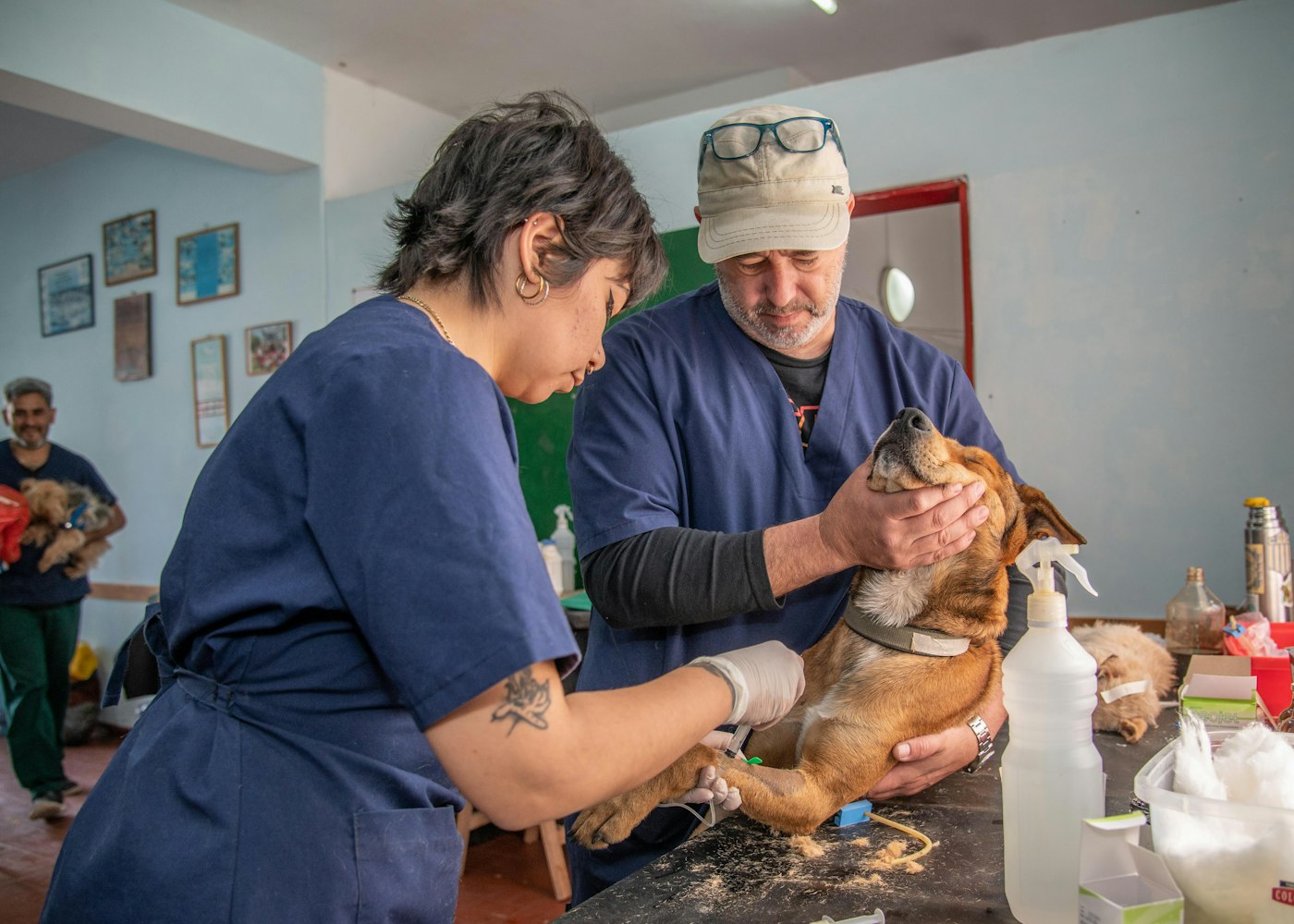 Tedavi odasında iki hekim bir köpeğe birlikte müdahale ediyor